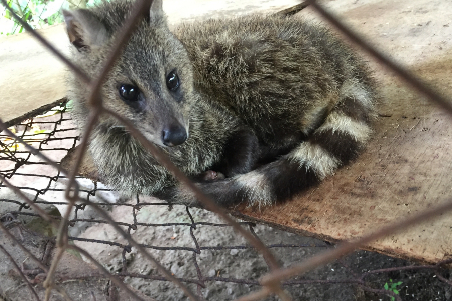 coffee luwak bali civet cat
