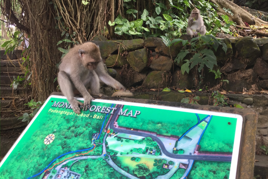 Monkey Forest Ubud Bali