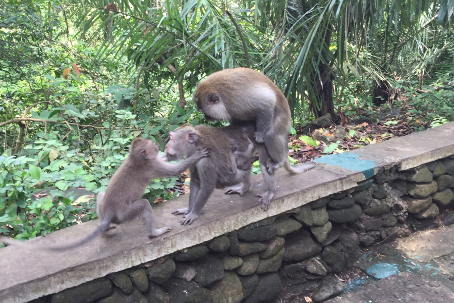 Monkey Forest Ubud Bali