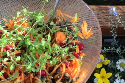 honny cress