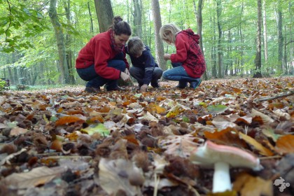 beukenootjes zoeken boswandeling