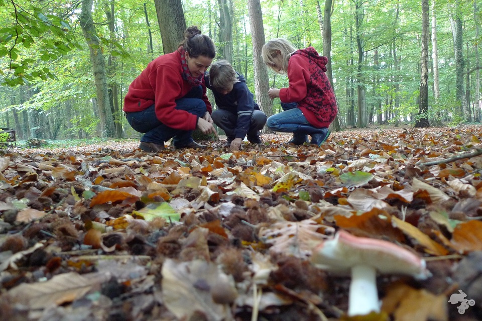 beukenootjes zoeken boswandeling