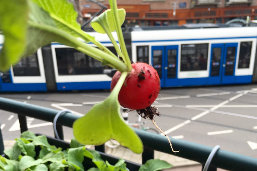 radijs salade